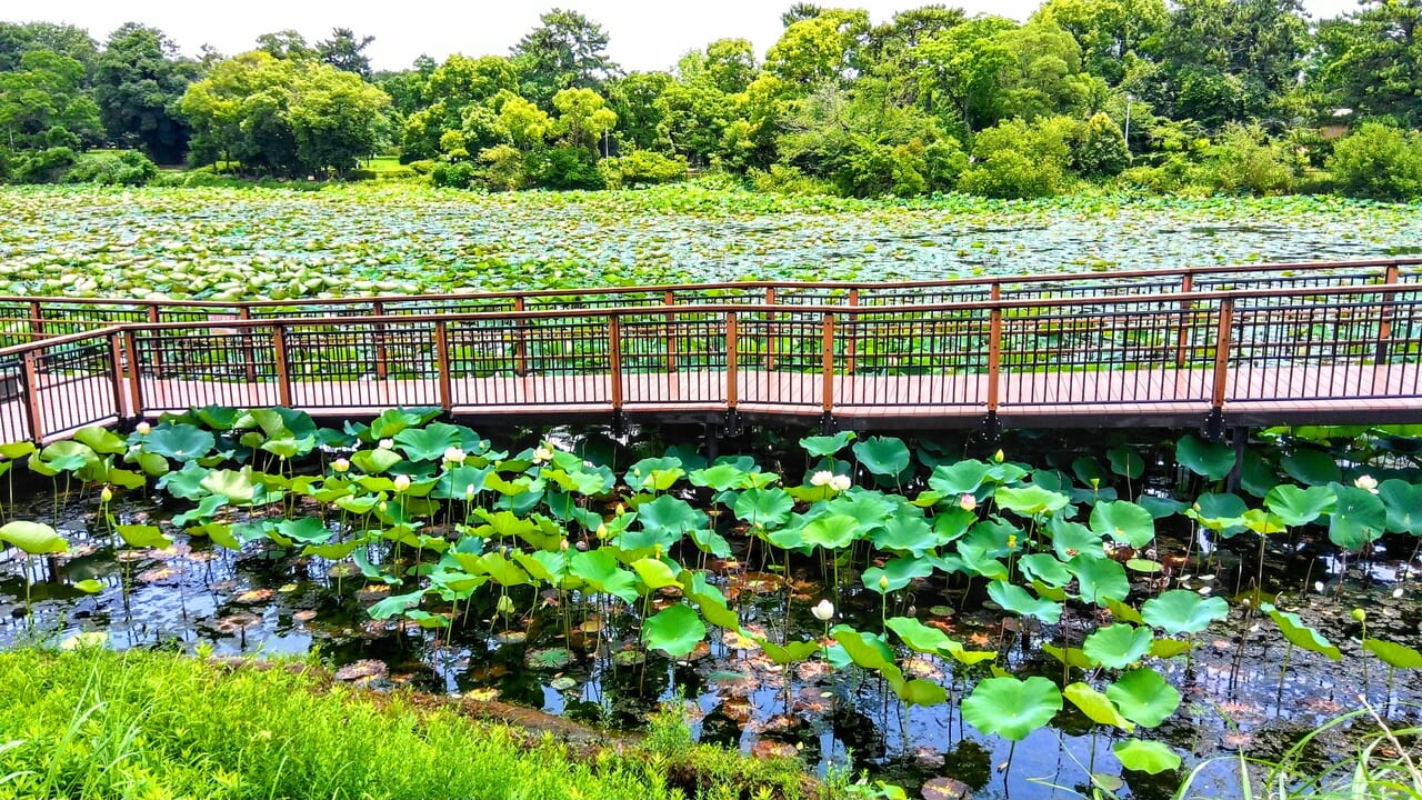 服部緑地公園山け池遊歩道