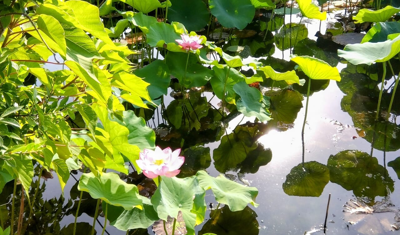 服部緑地公園蓮の花