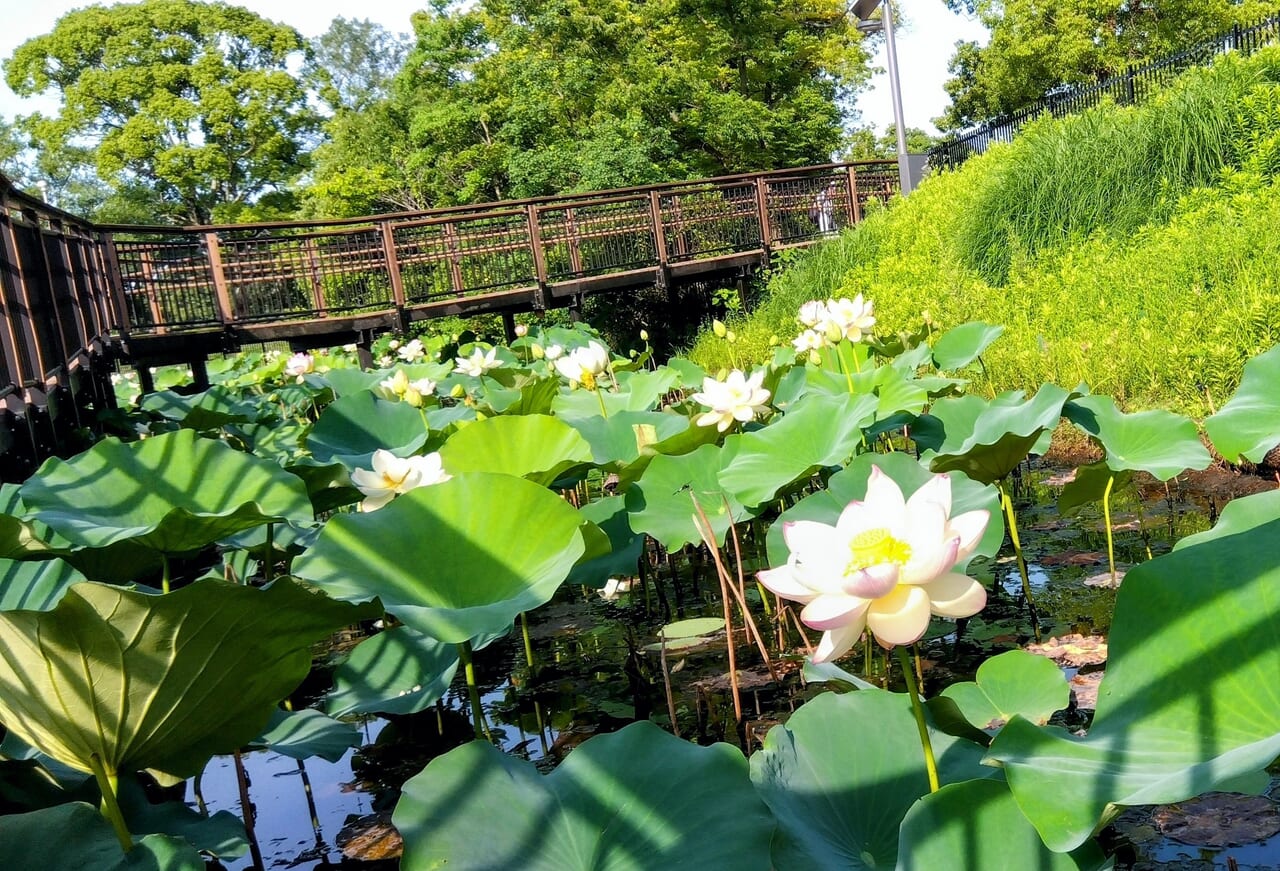 山ケ池白い蓮の花