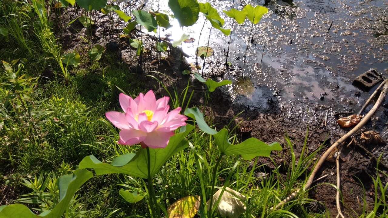 桃色の蓮の花