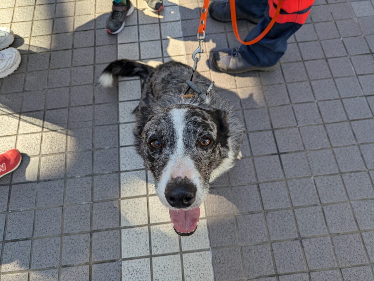 「そなえあればうれいなしプロジェクト」救助犬のロジャーくん