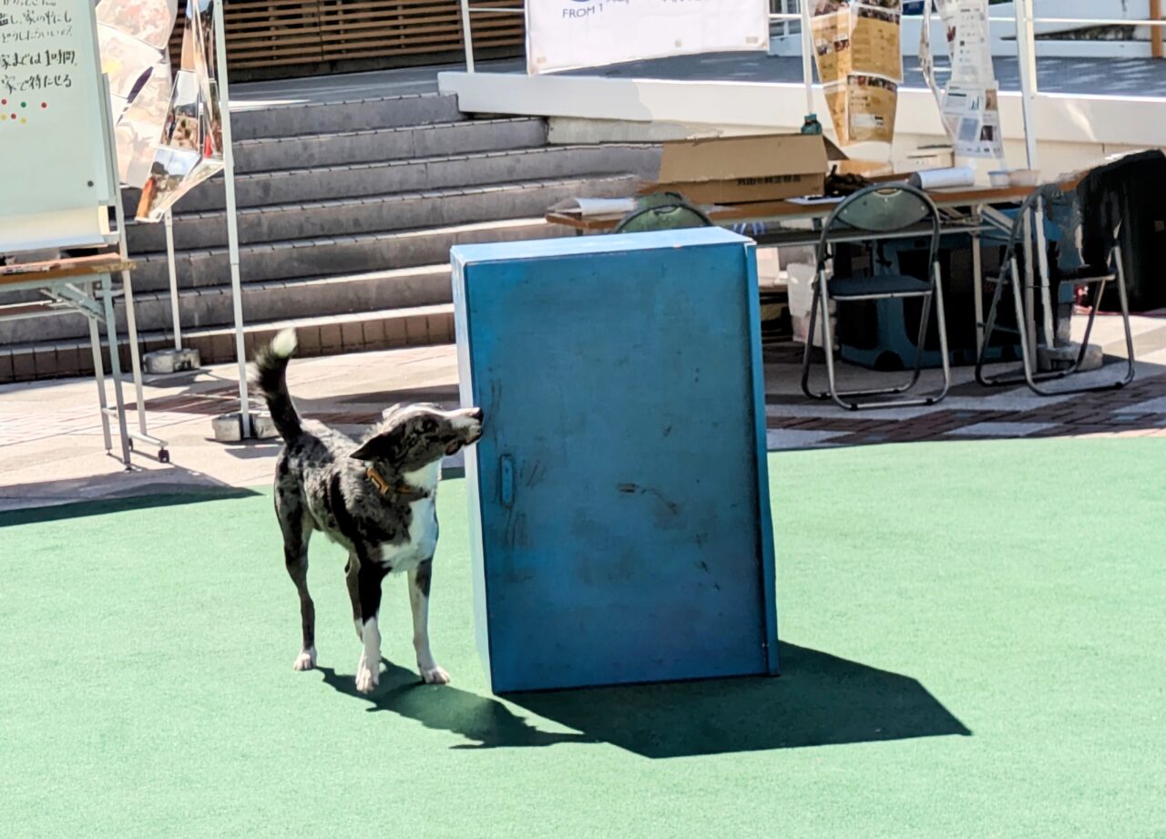 「そなえあればうれいなしプロジェクト」救助犬デモンストレーション