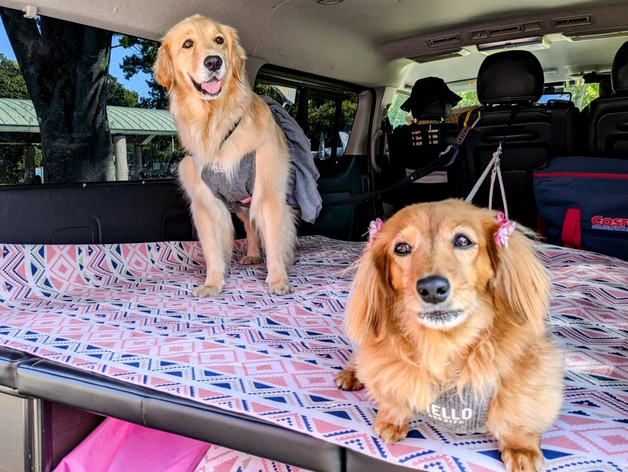 「あつまれワンダーランド」COCONOEL看板犬