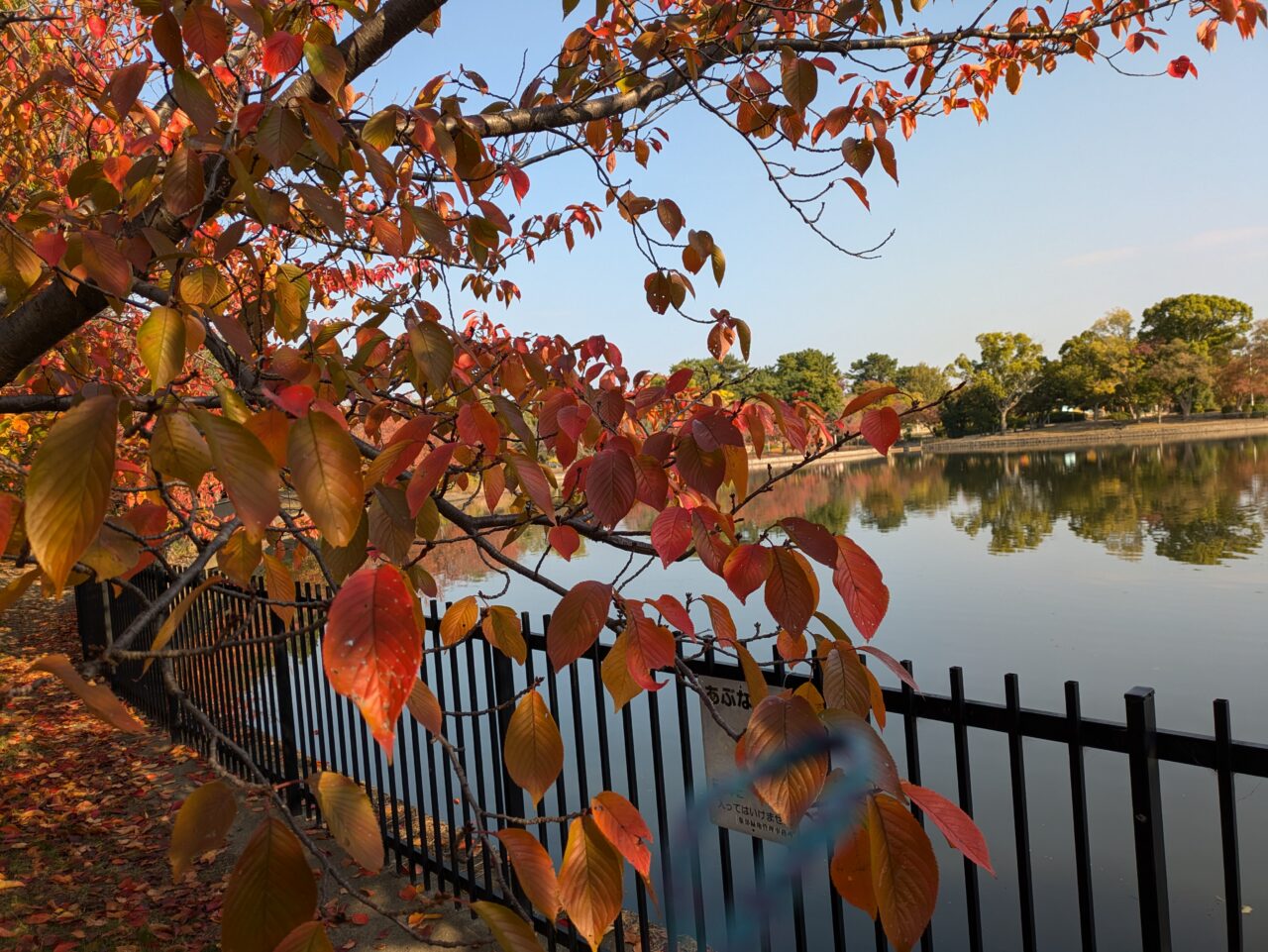 服部緑地　紅葉