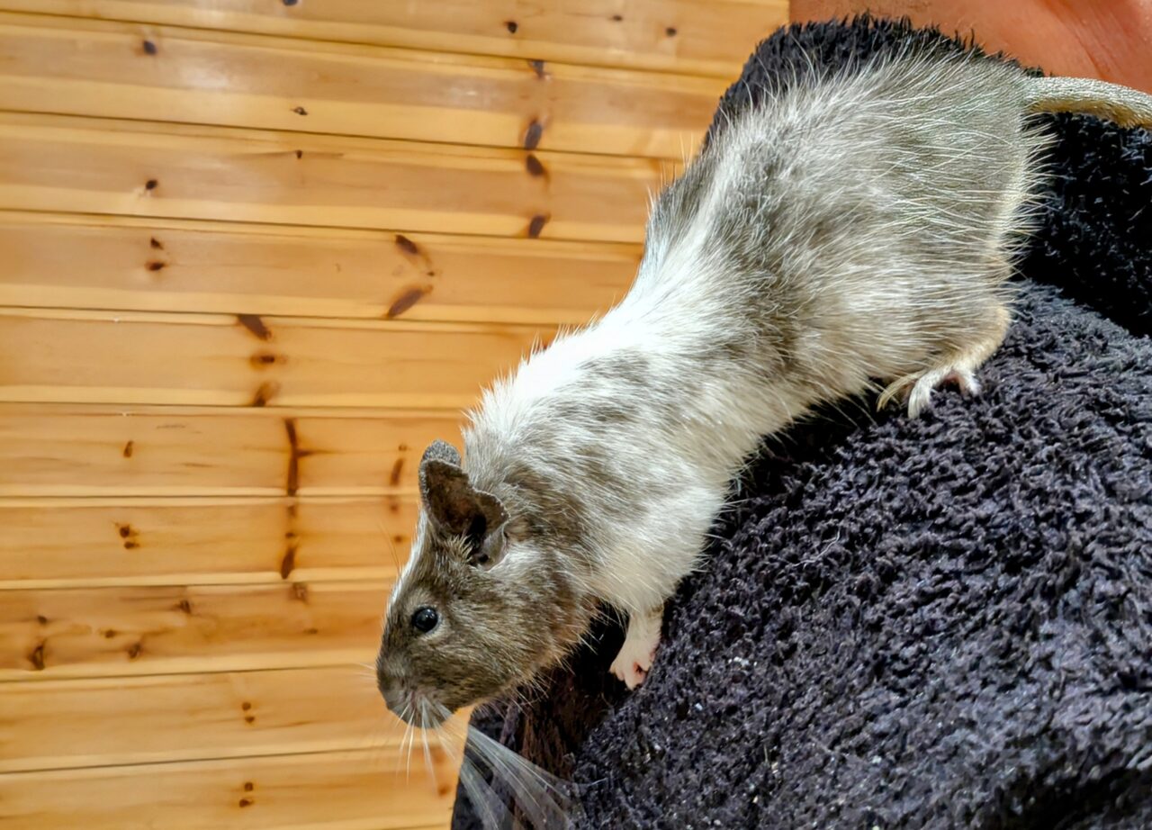 あしびなぁにいる動物　デグー