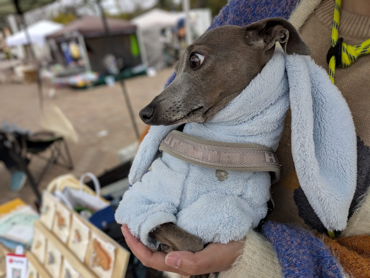 「アトリエステージ」出店ブースの看板犬