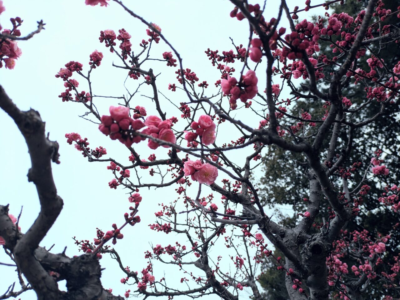 「服部緑地」梅林