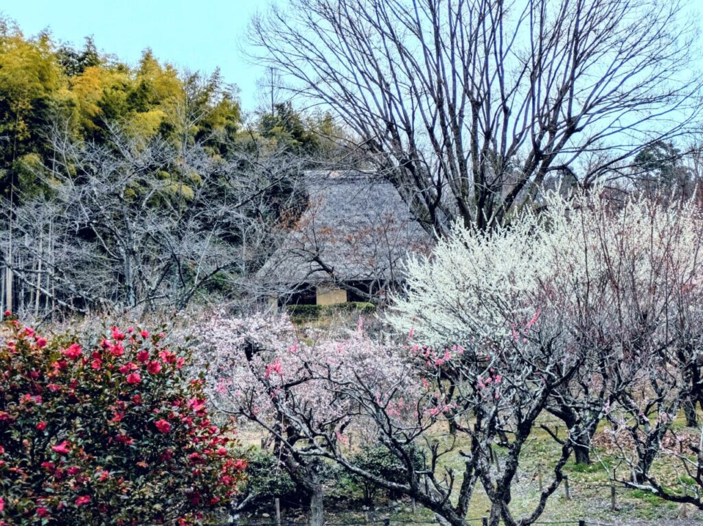 「日本民家集落博物館」梅林