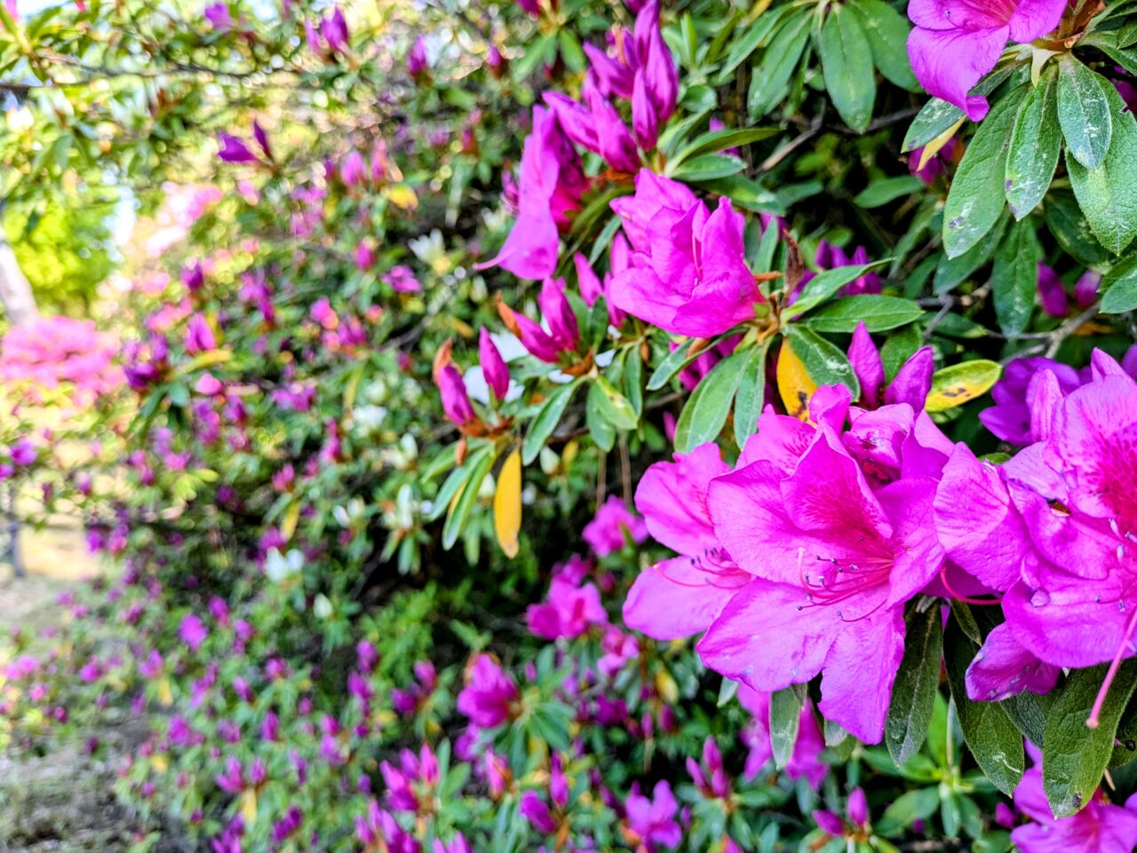 つつじの花