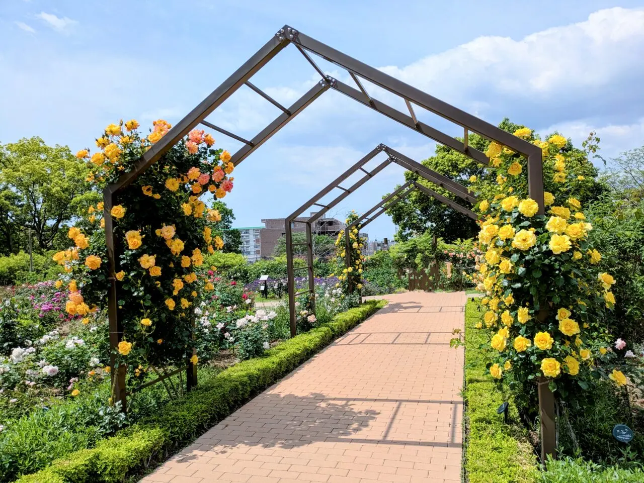 二ノ切池公園バラ園