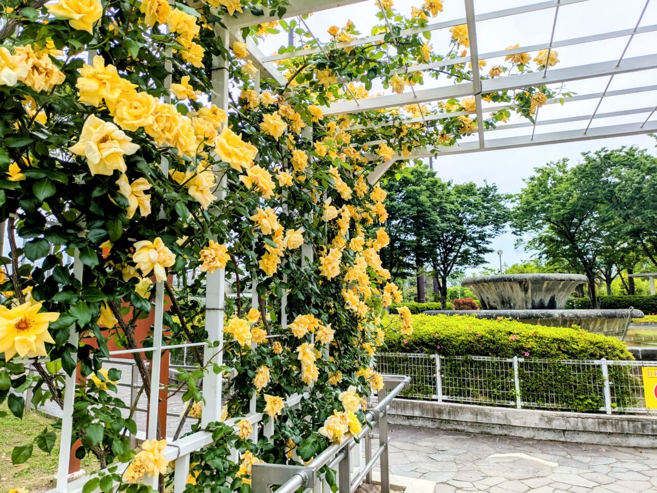 豊島公園バラ園