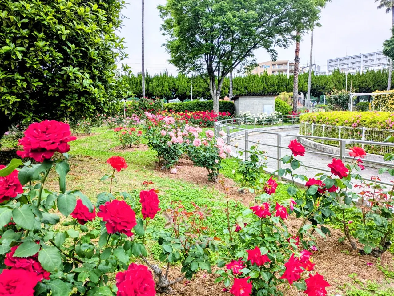 豊島公園バラ園