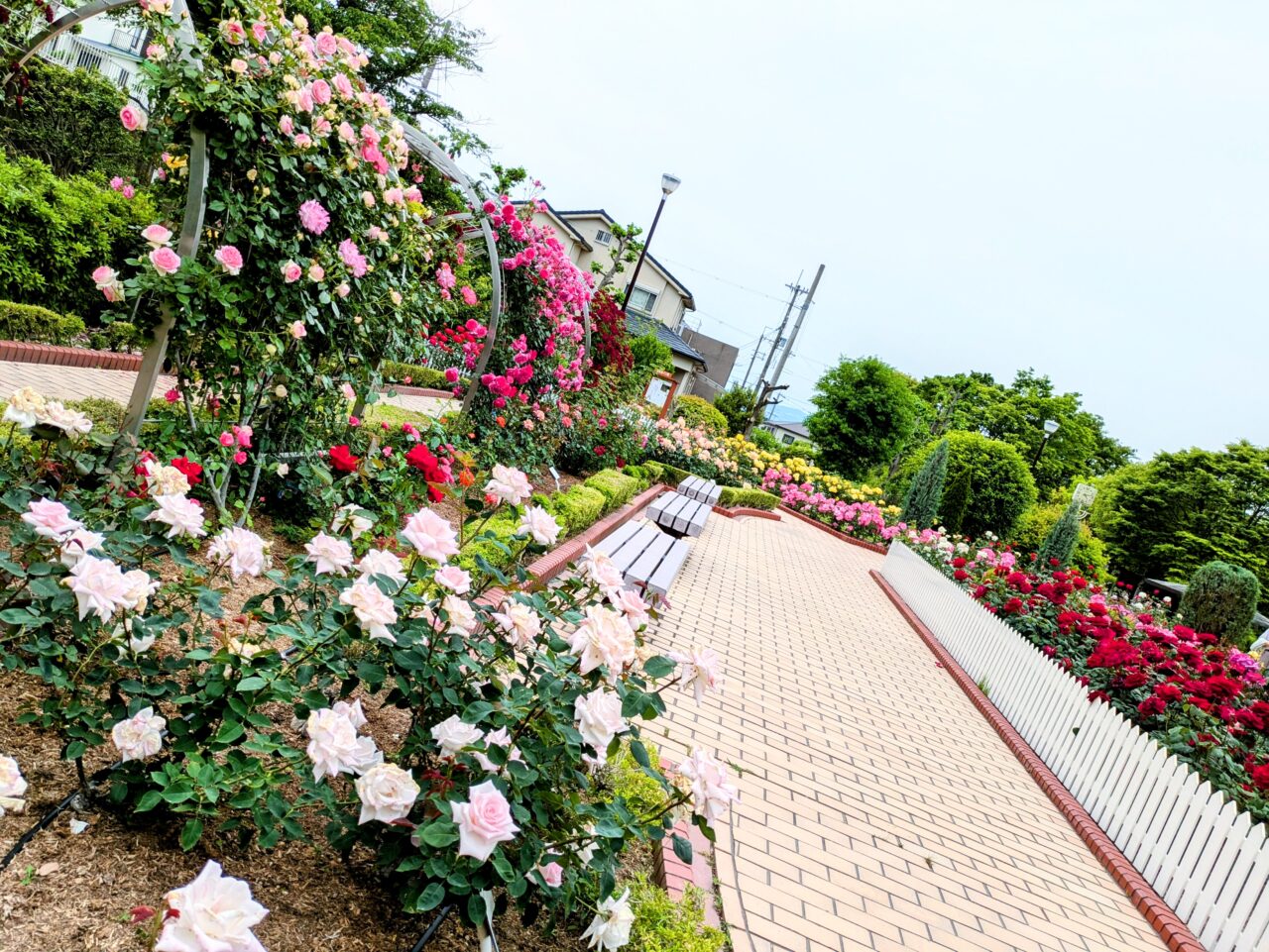 清谷池公園バラ園