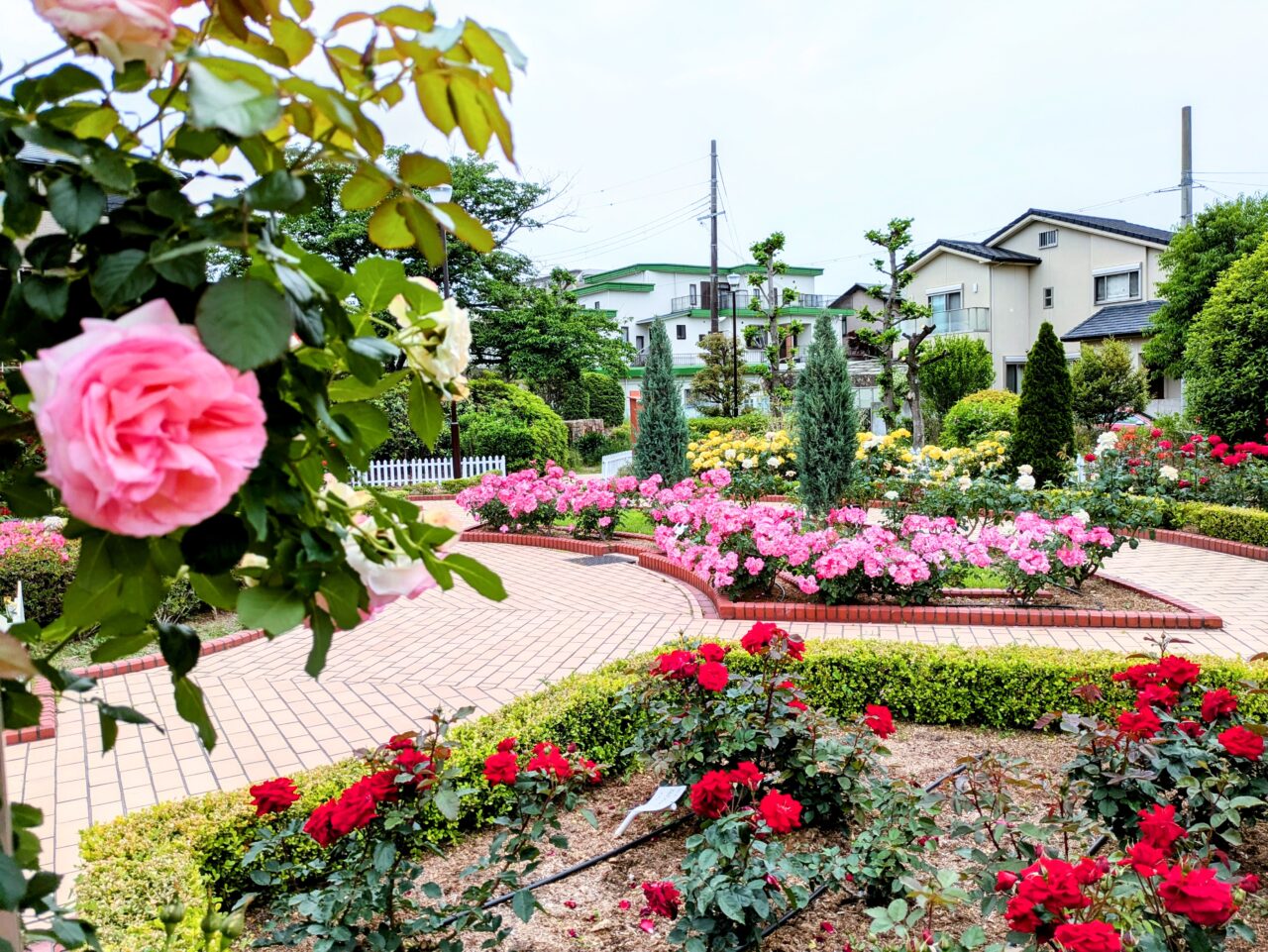 清谷池公園バラ園