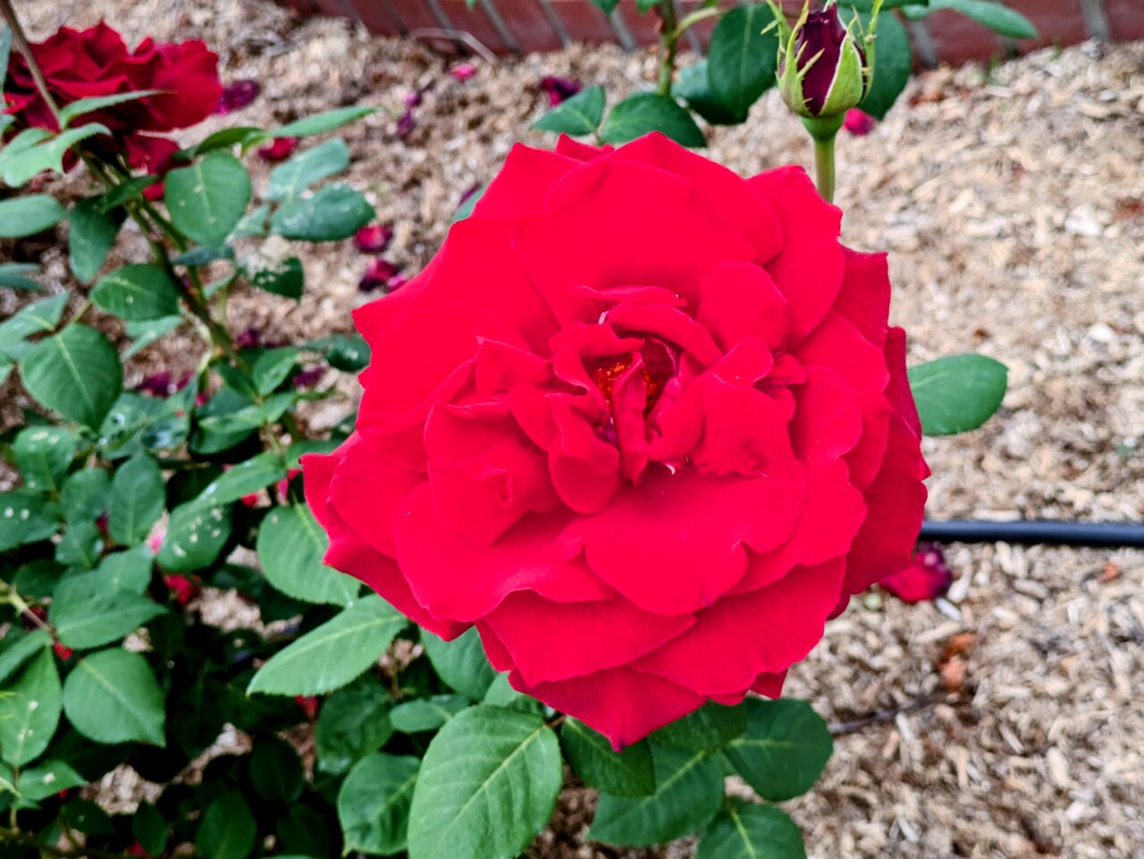 薔薇