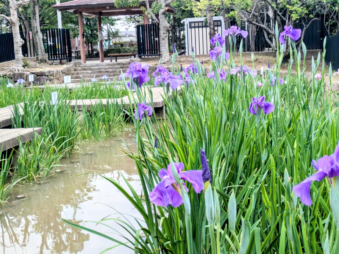 赤坂上池公園の花菖蒲園