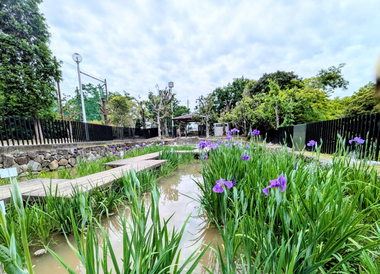 赤坂上池公園の花菖蒲園