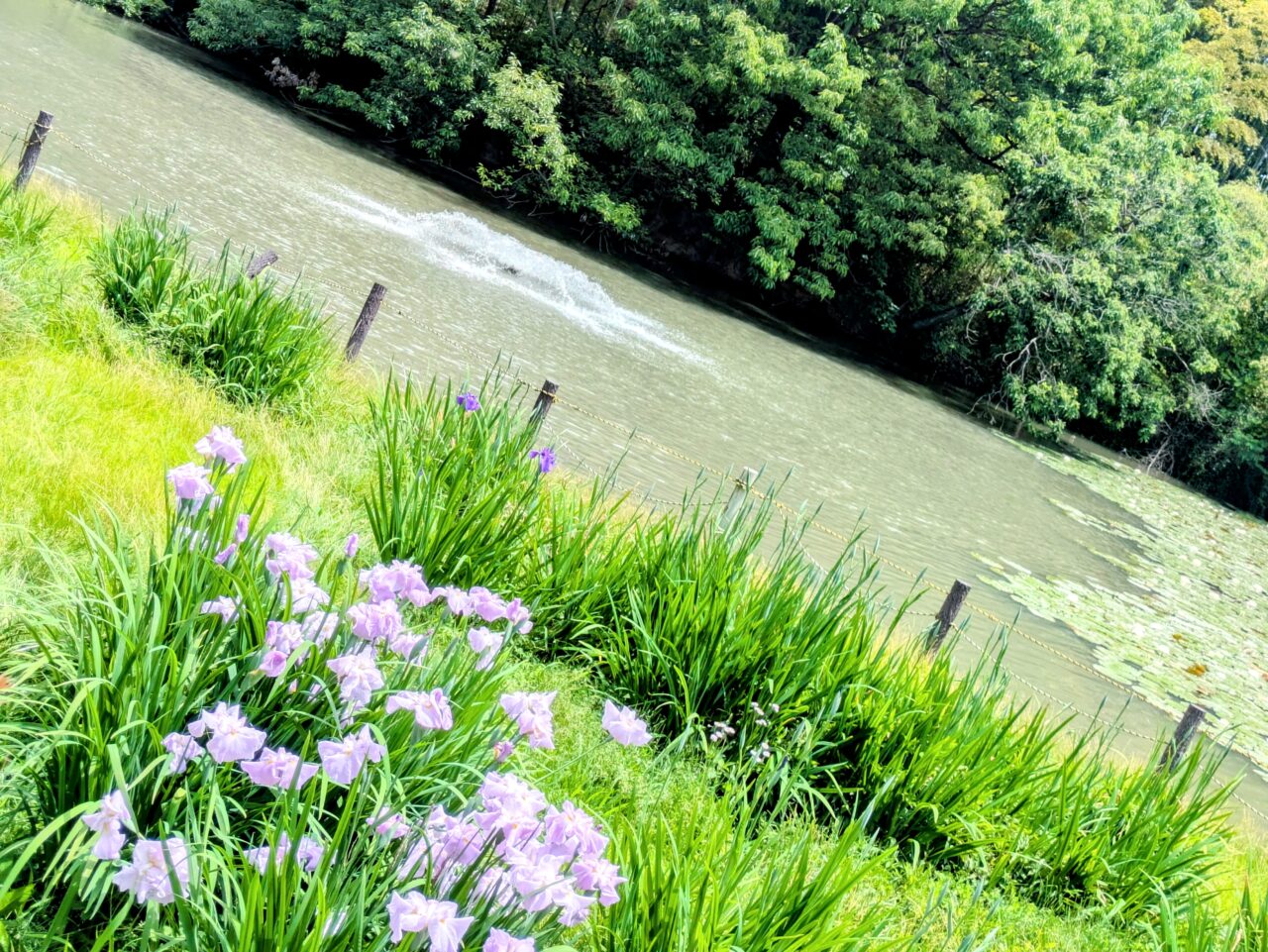 千里東町公園長谷池の花菖蒲