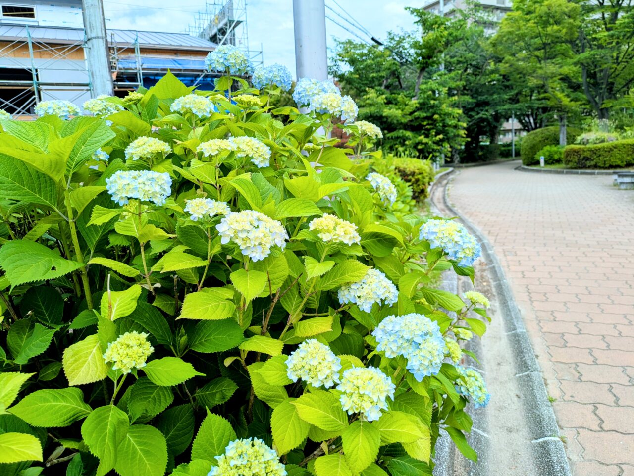 こぼれび通り紫陽花
