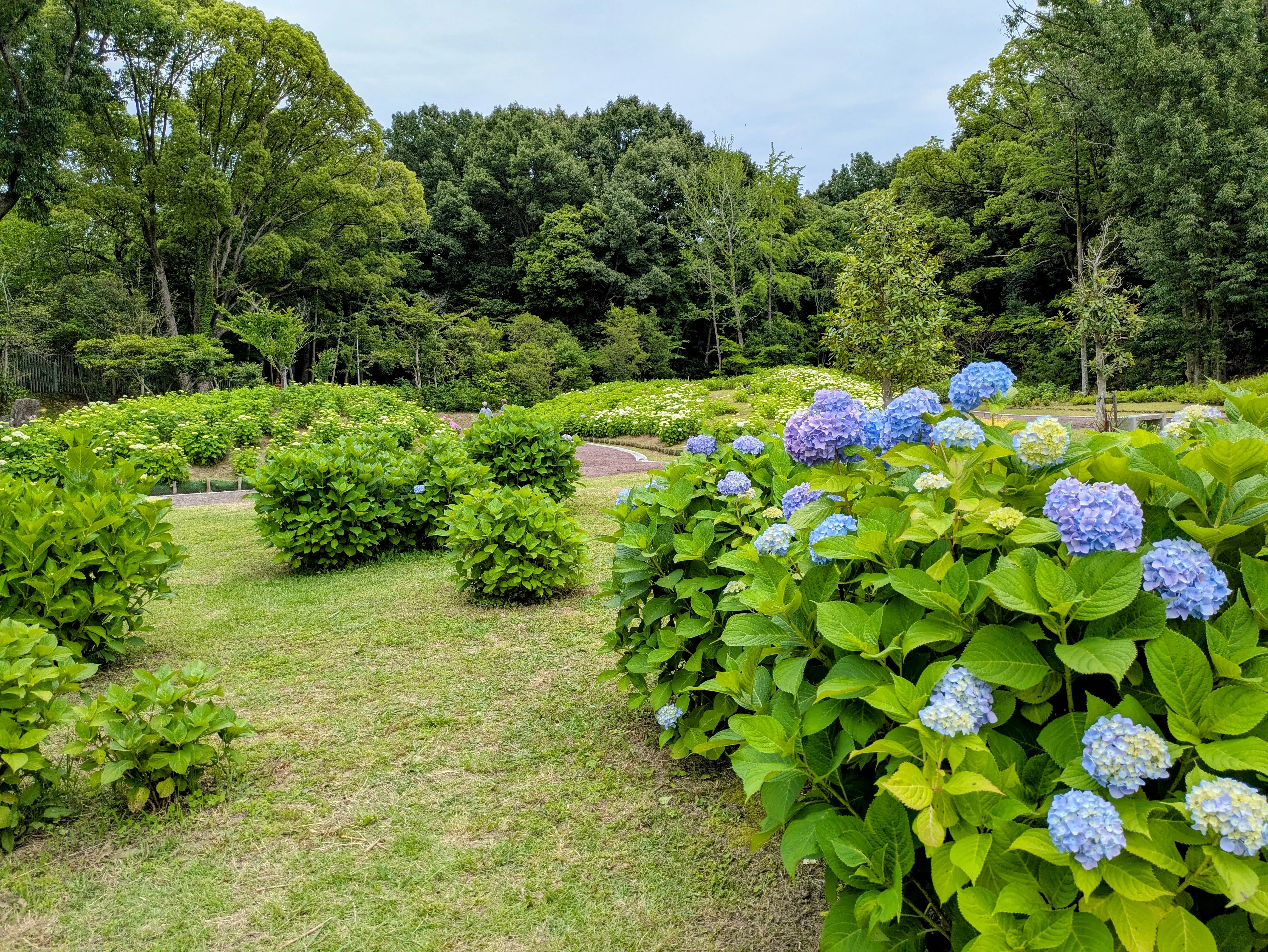 服部緑地紫陽花園