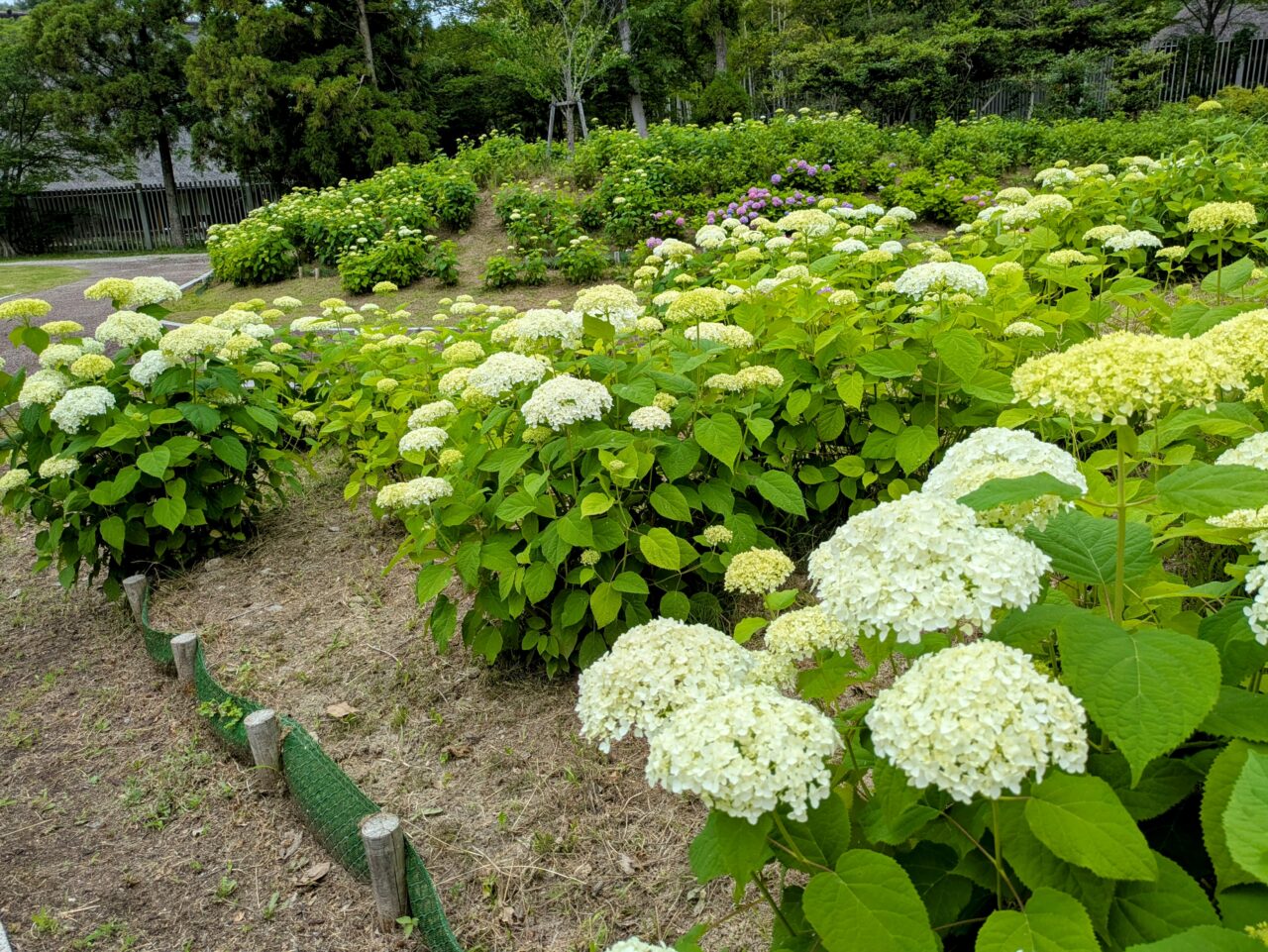 服部緑地紫陽花園