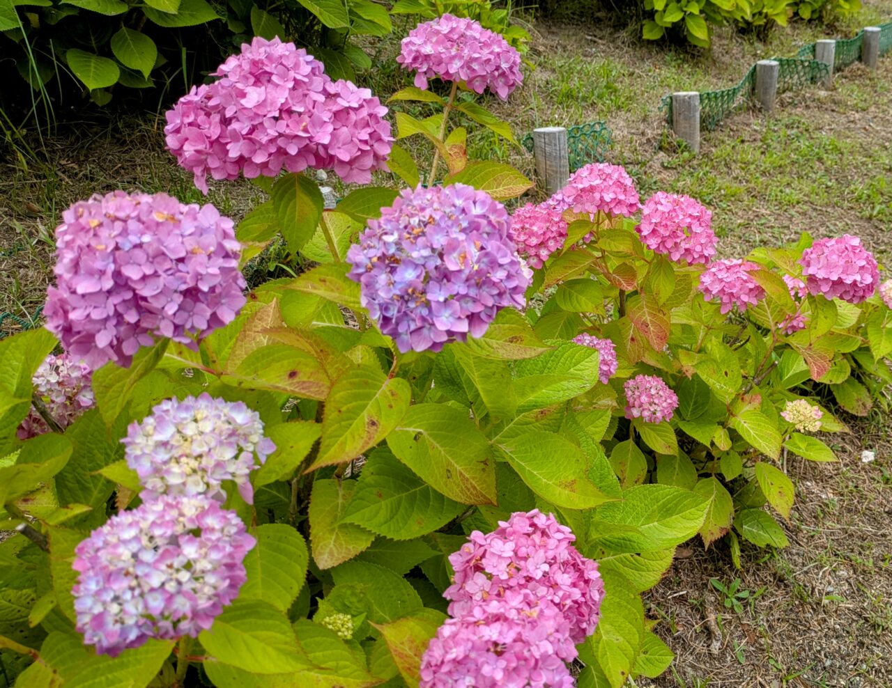 服部緑地紫陽花園