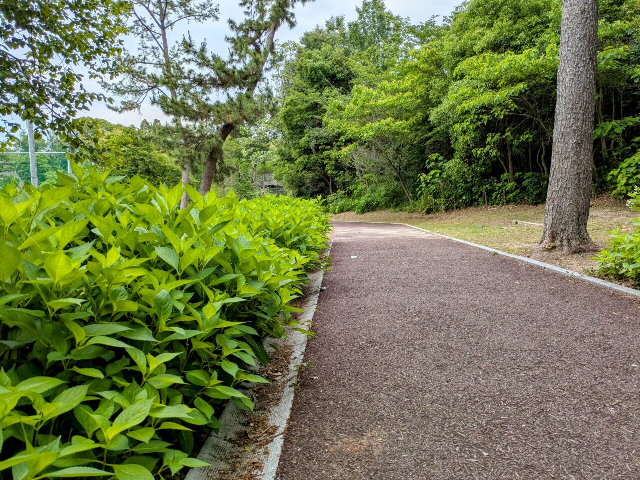 服部緑地紫陽花園