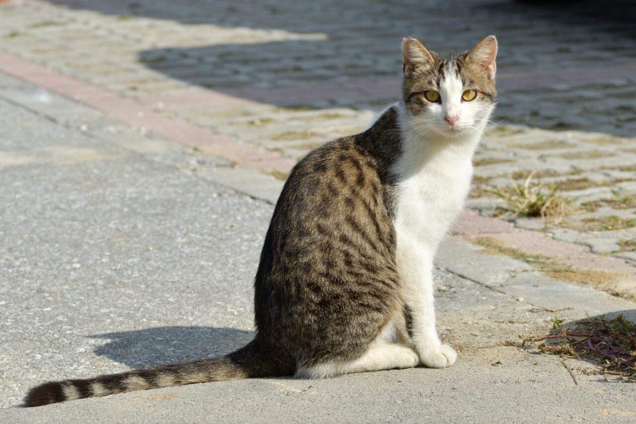 猫フリー