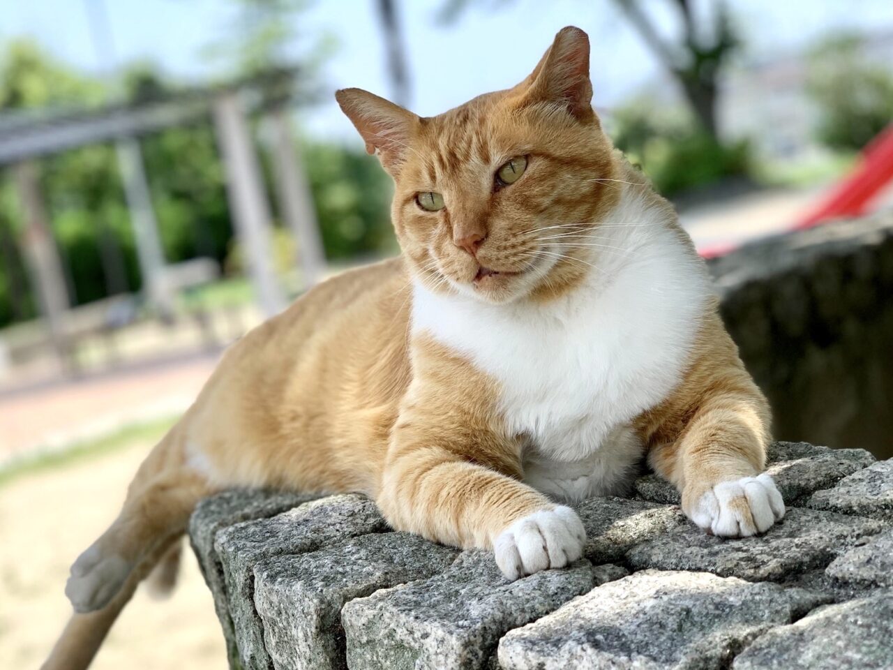 猫（プレリリース）