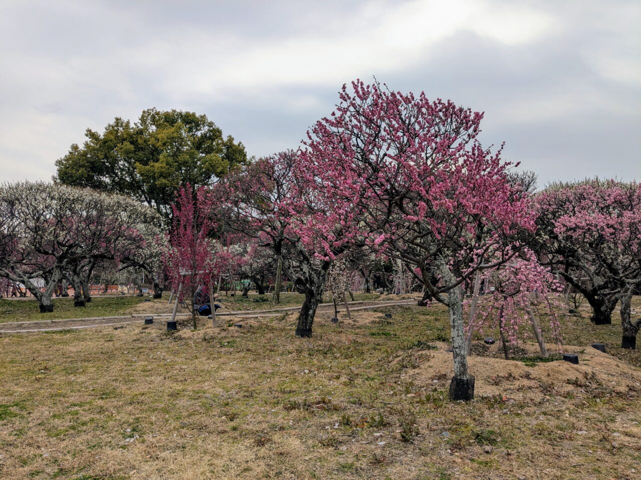 服部緑地の梅林