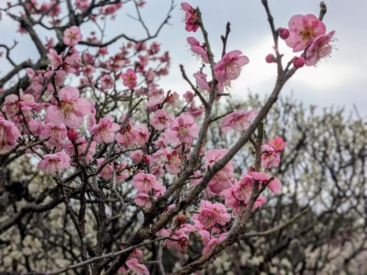 服部緑地の梅林