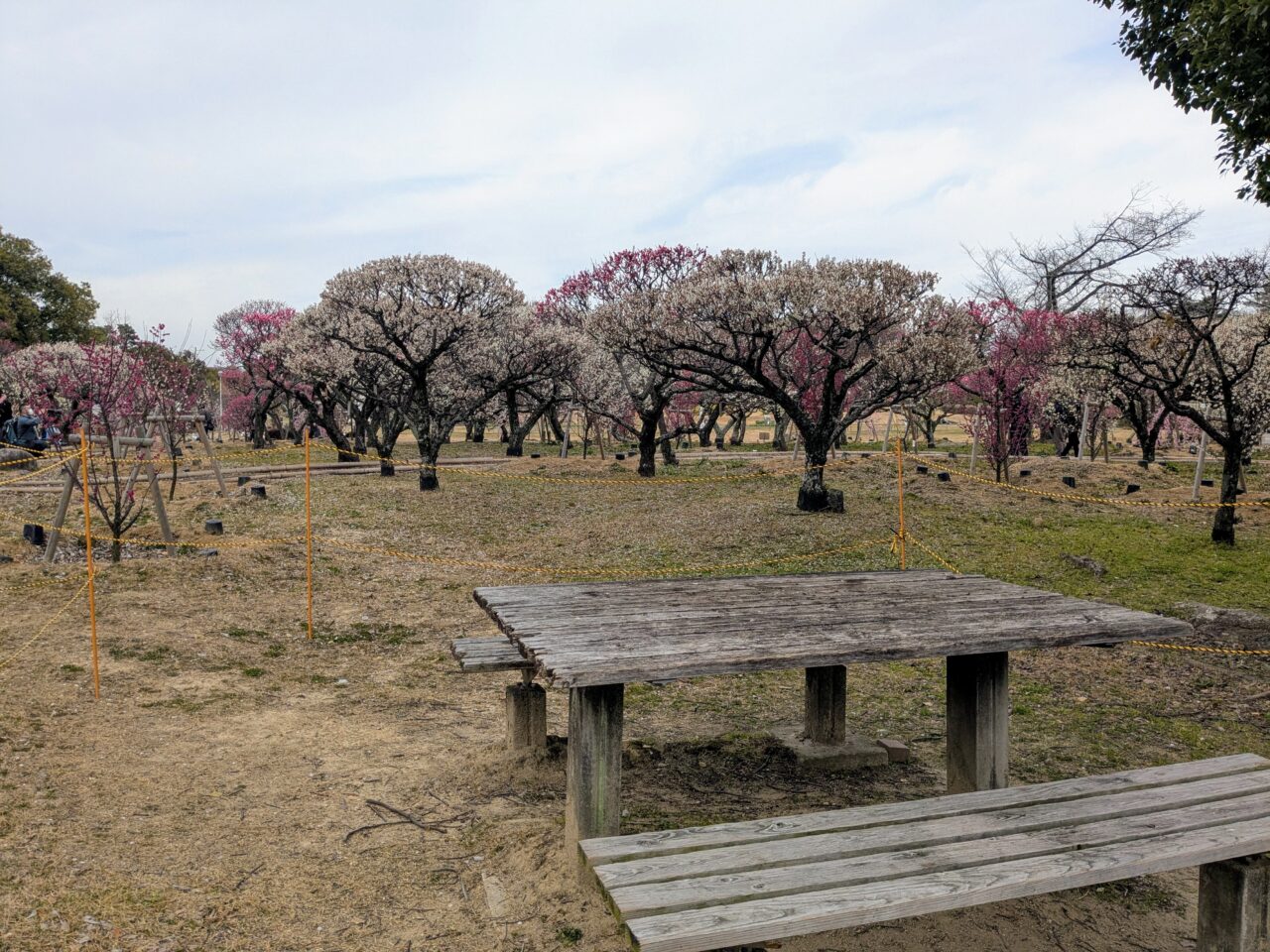 服部緑地の梅林