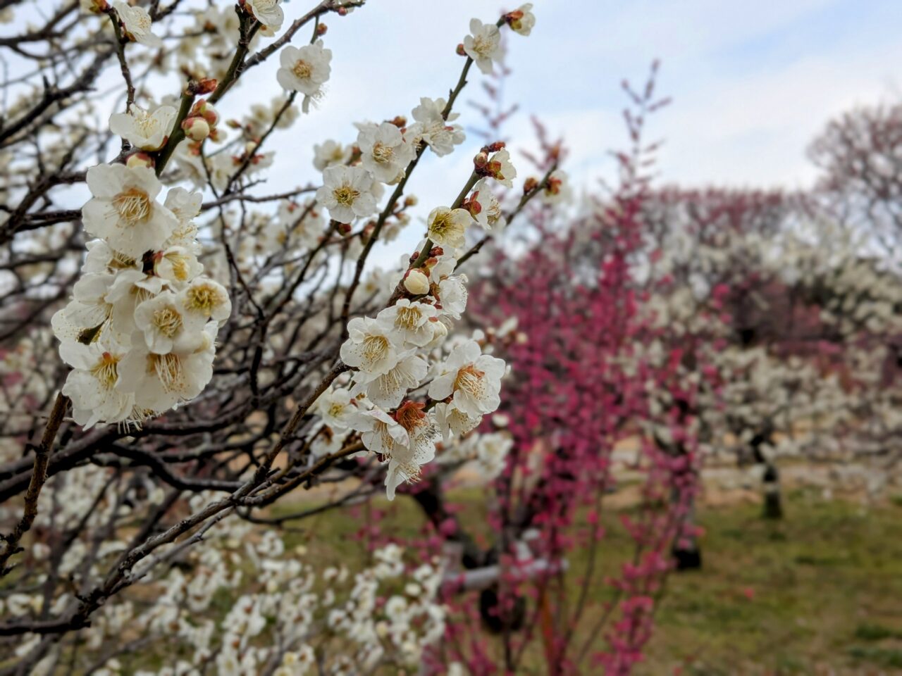 服部緑地の梅林