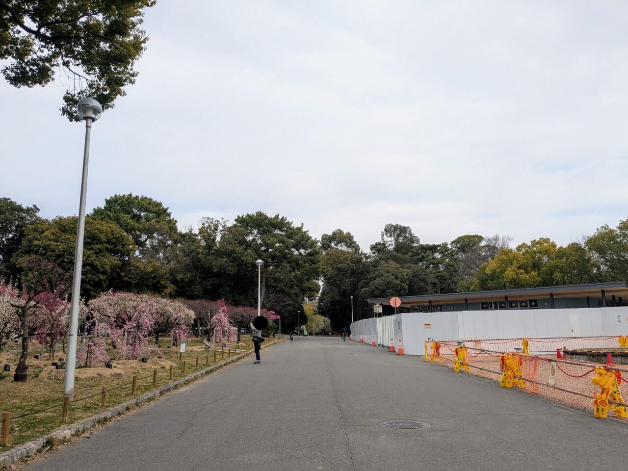 服部緑地の梅林