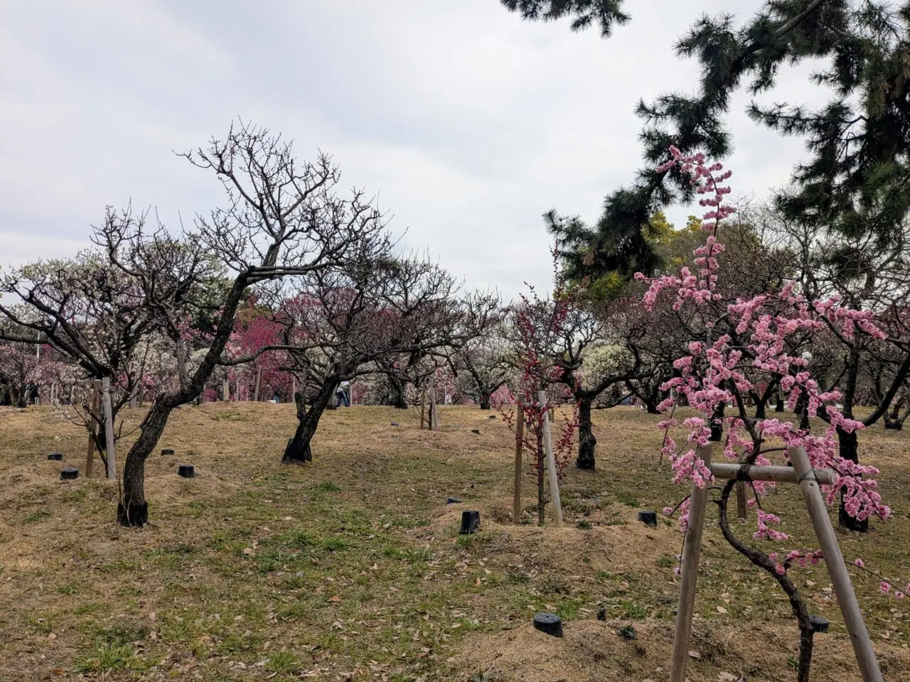 服部緑地の梅林