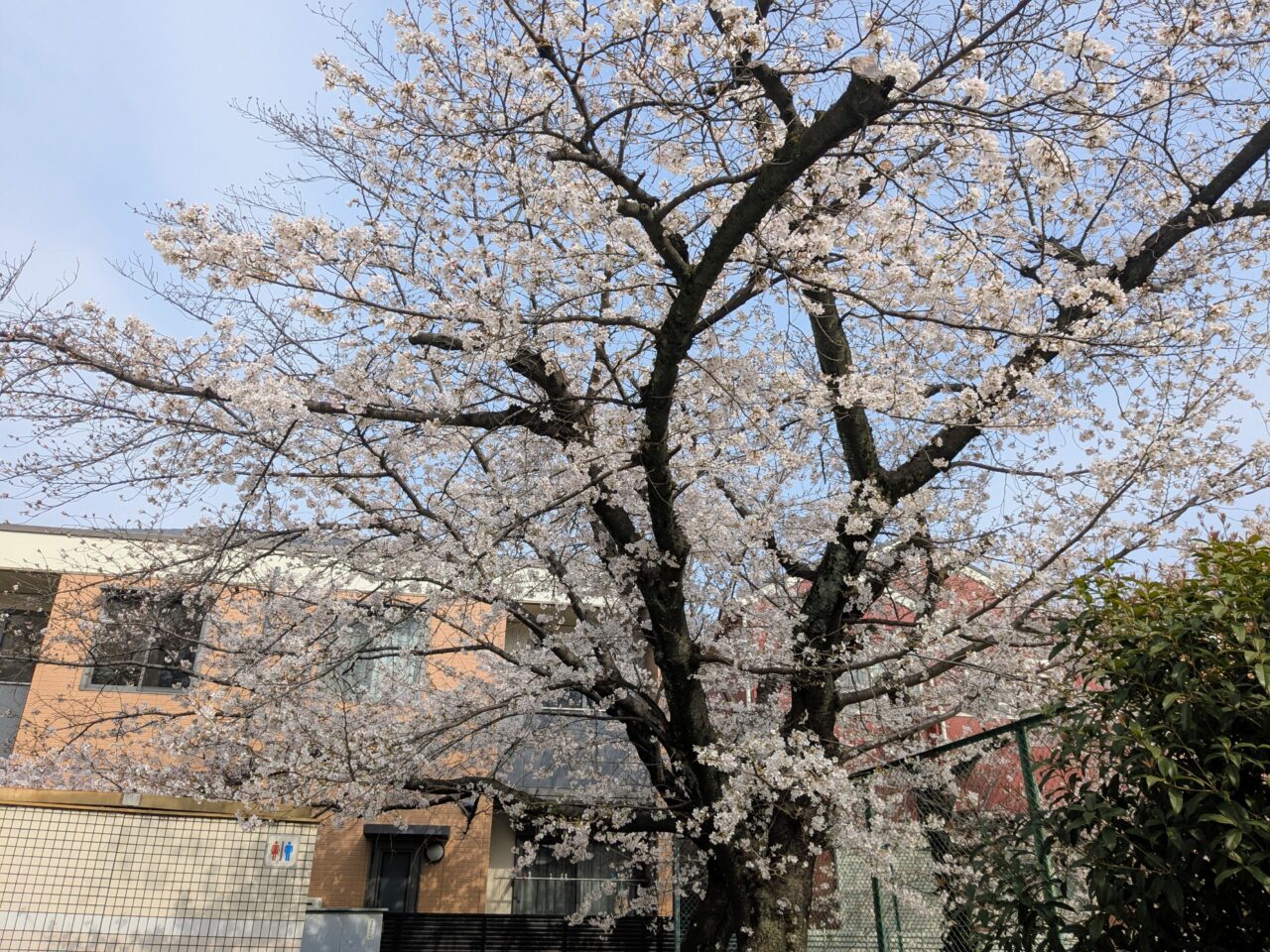 桜まつり2026桜塚公園