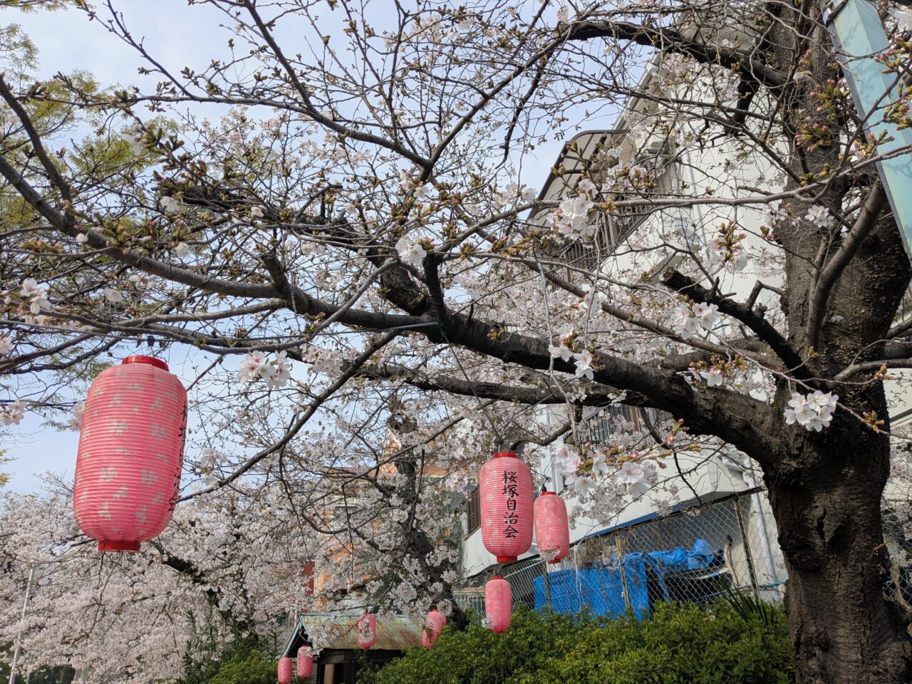 桜まつり2026桜塚公園