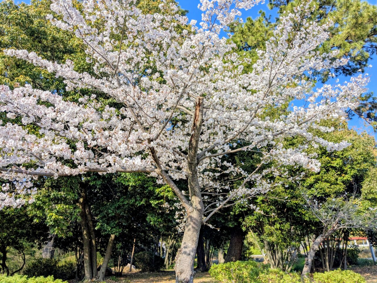 服部緑地 桜