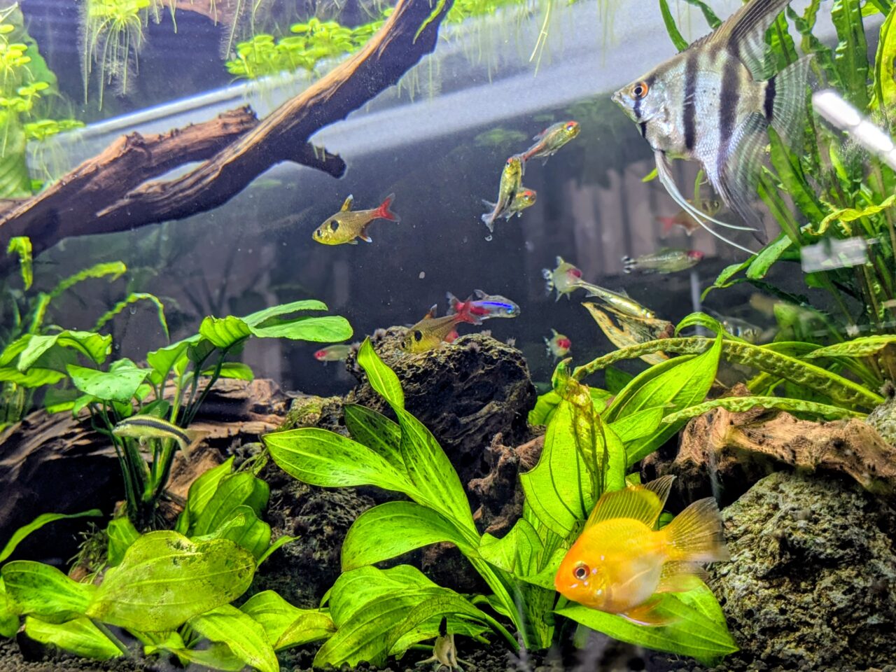 アクアリウムカフェリテラ