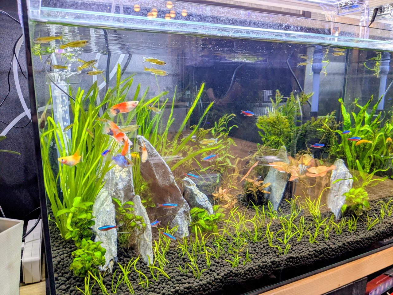 アクアリウムカフェリテラ