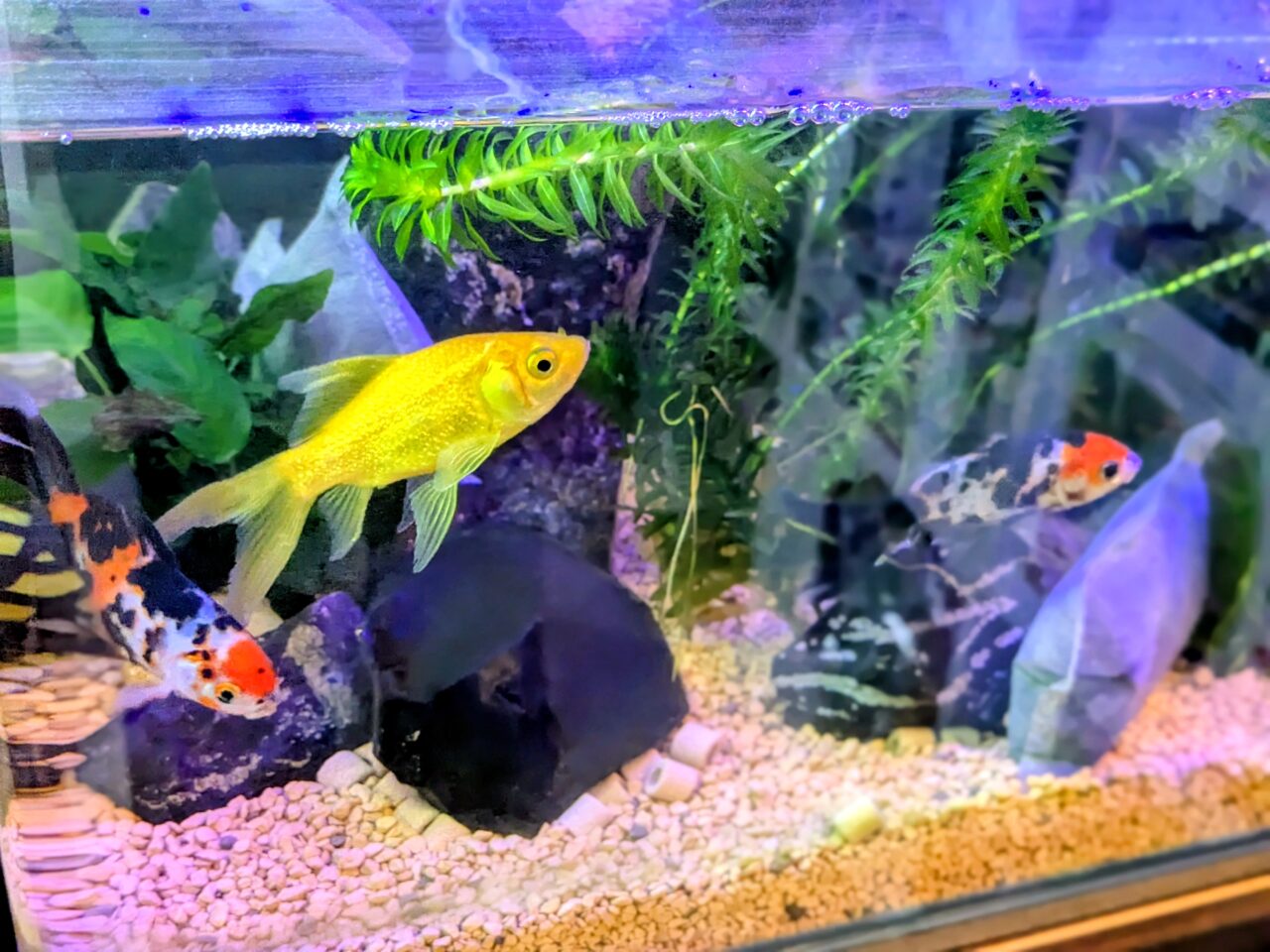 アクアリウムカフェリテラ