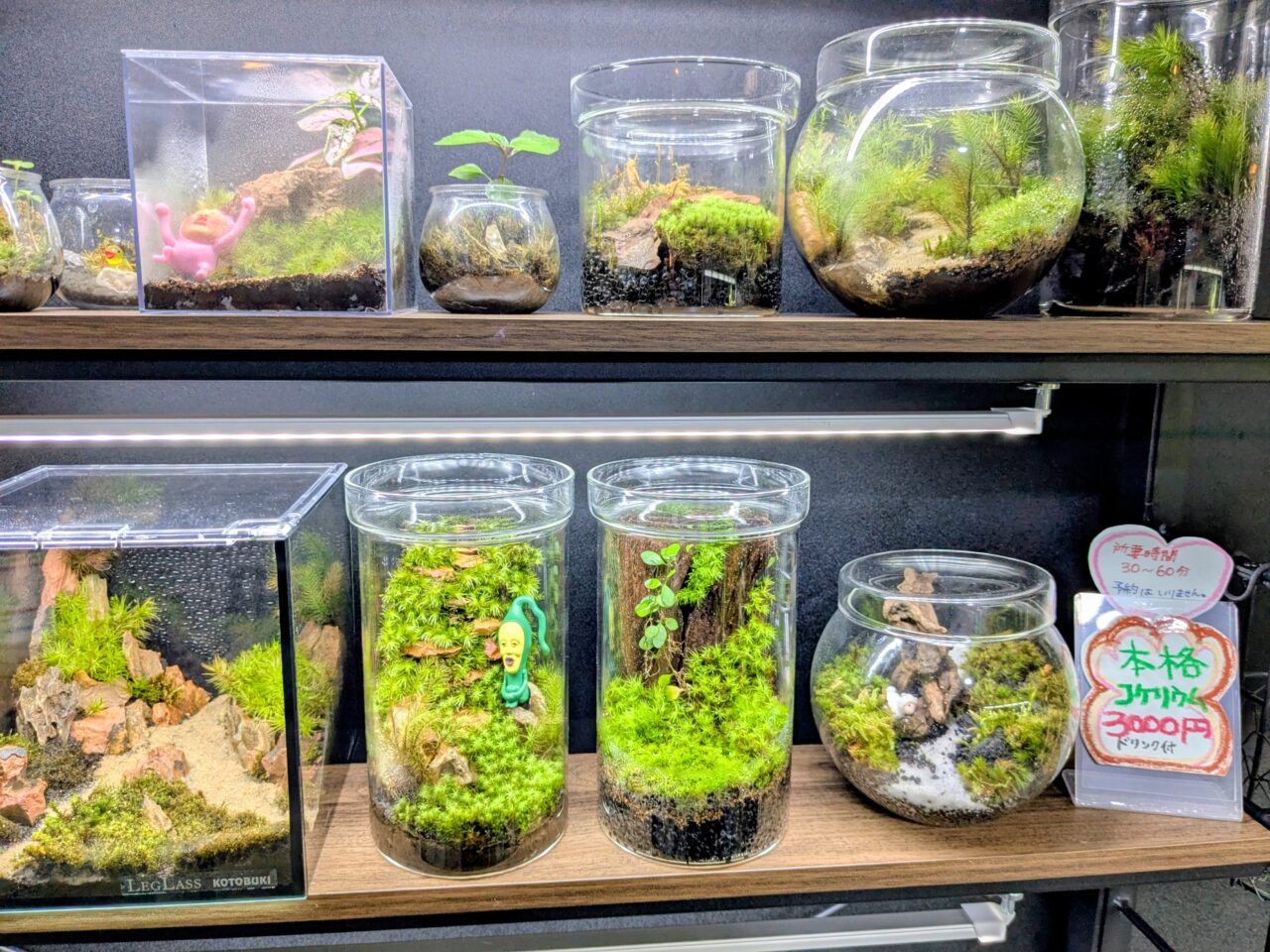 アクアリウムカフェリテラ