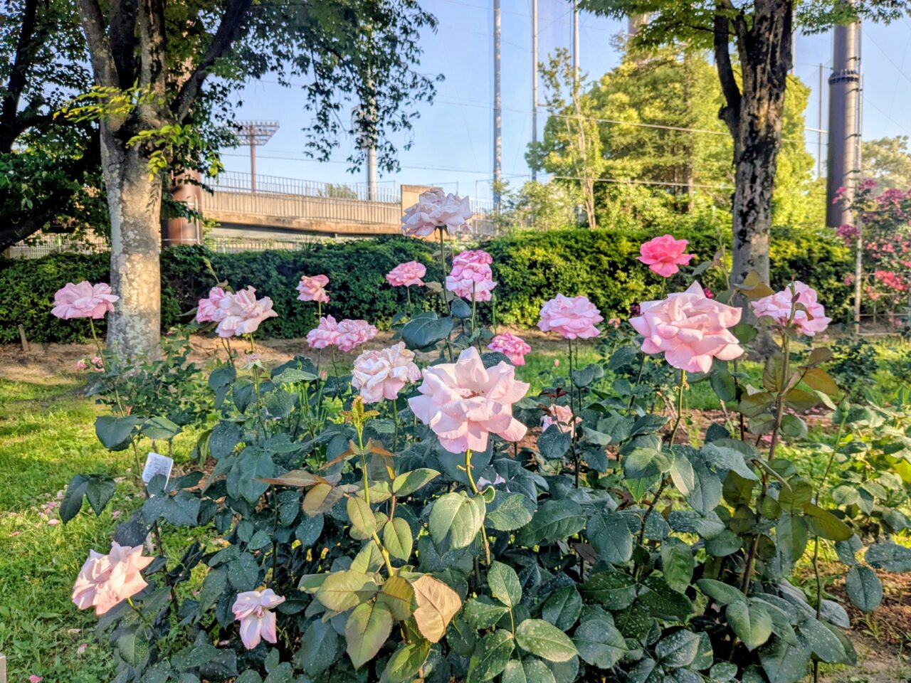 豊島公園バラ園