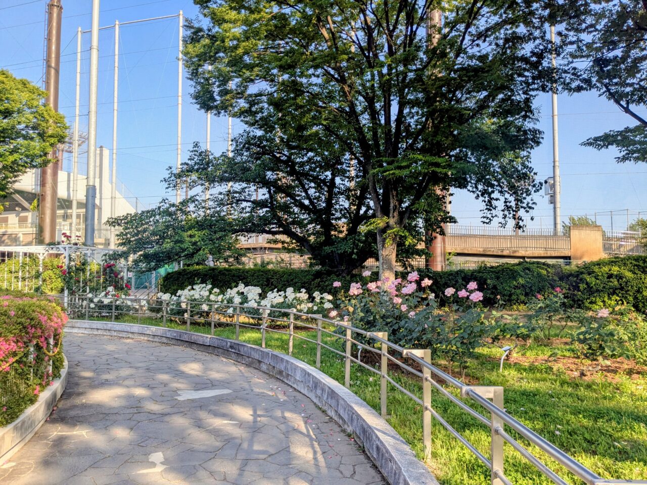 豊島公園バラ園