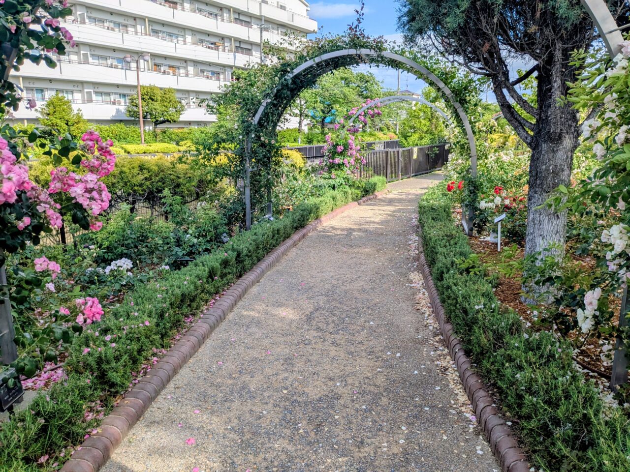 ふれあい緑地バラ園