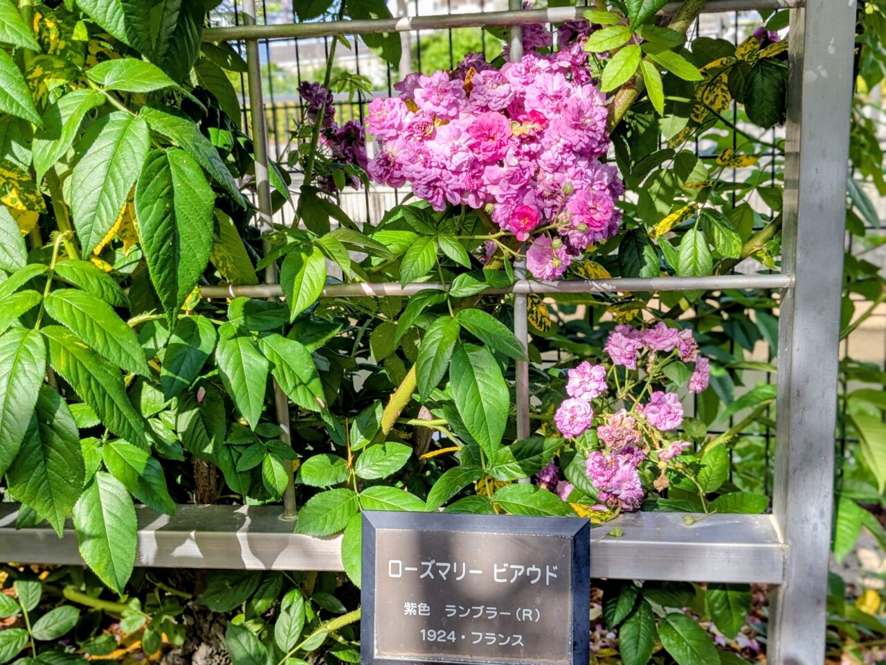 ふれあい緑地バラ園