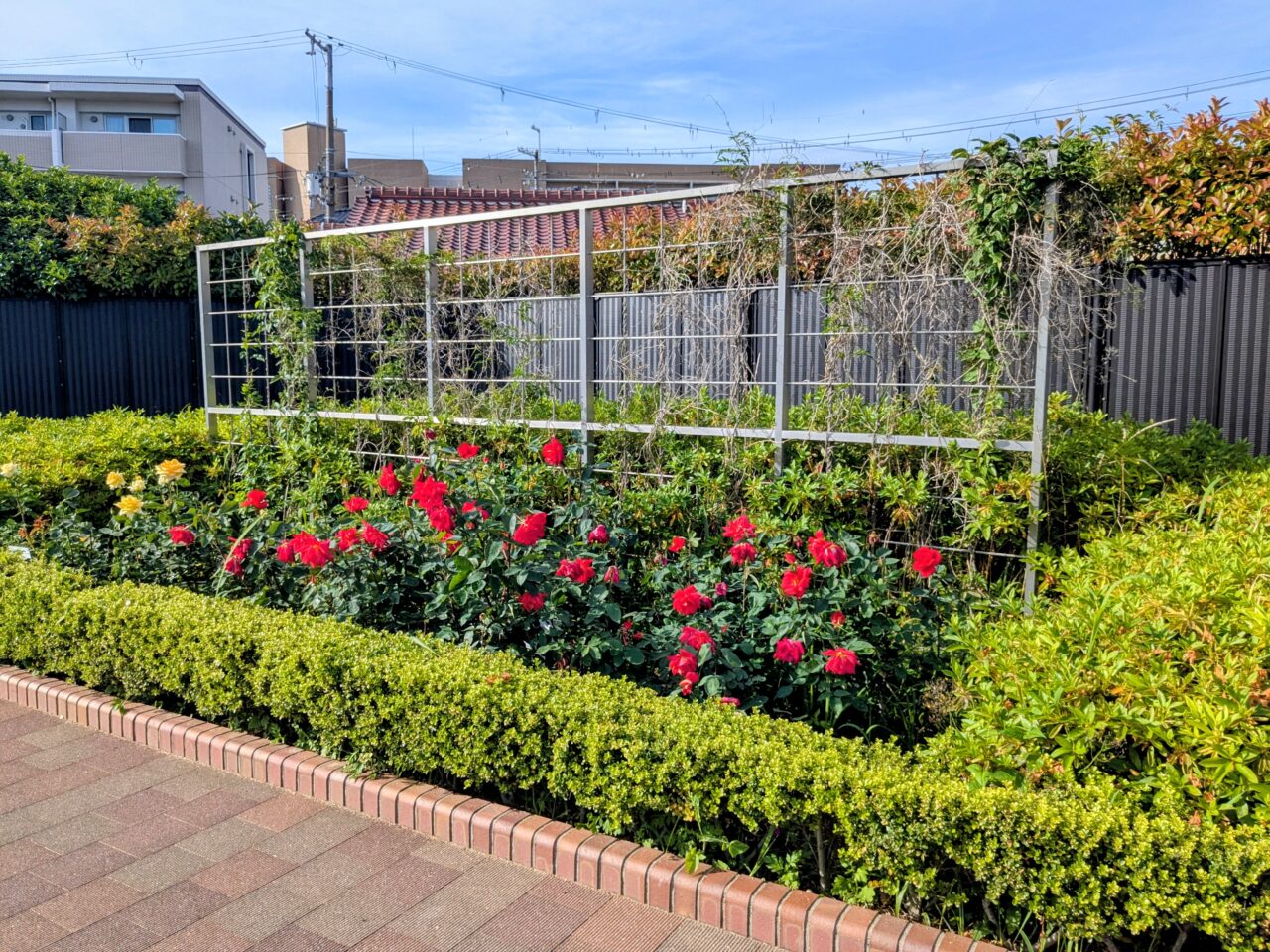 ふれあい緑地バラ園