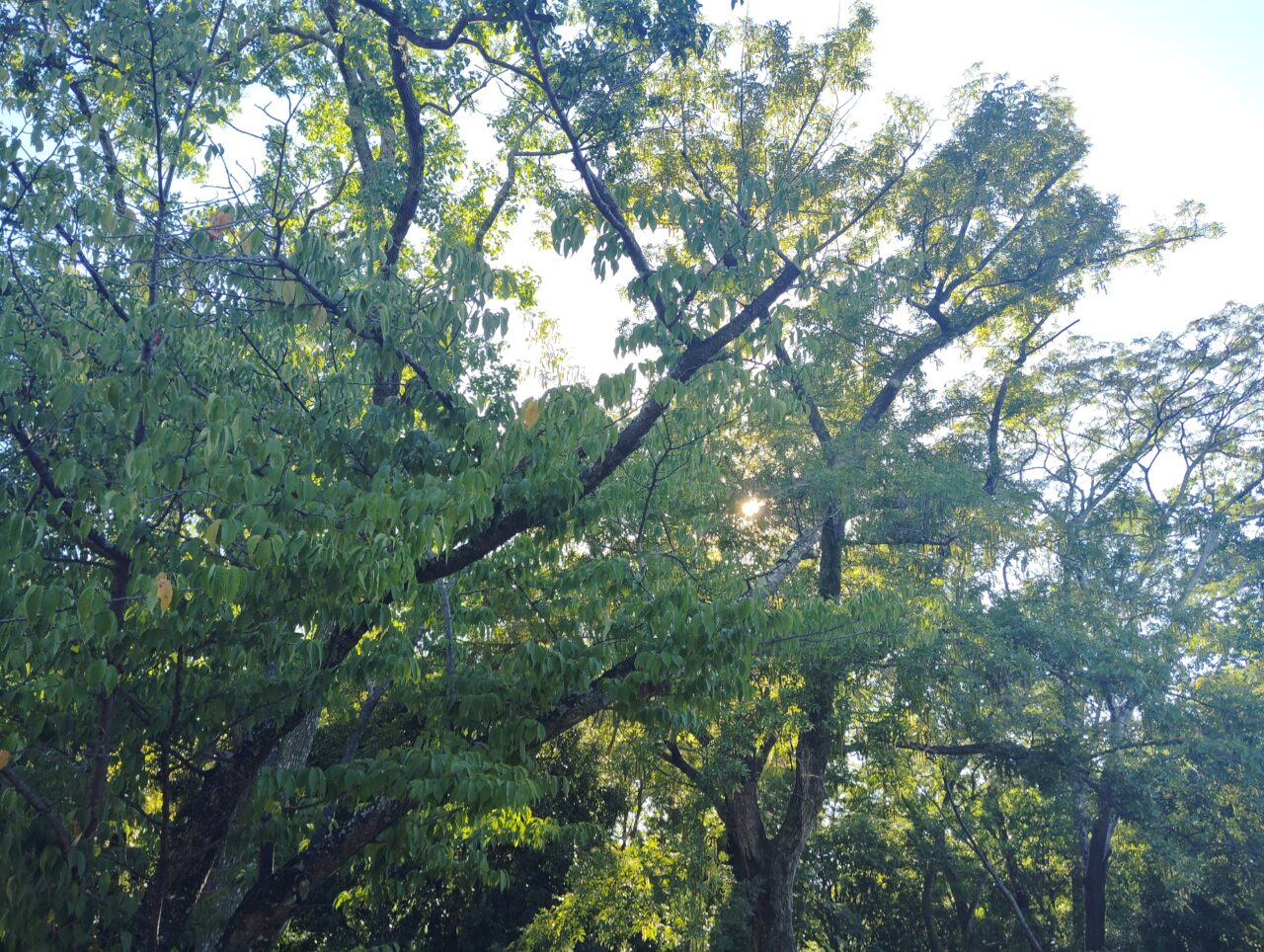 緑