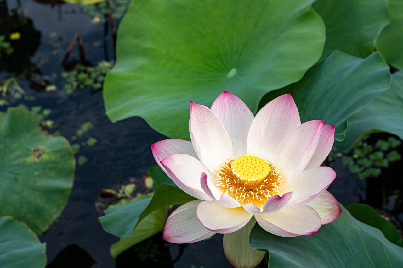 ハスの花