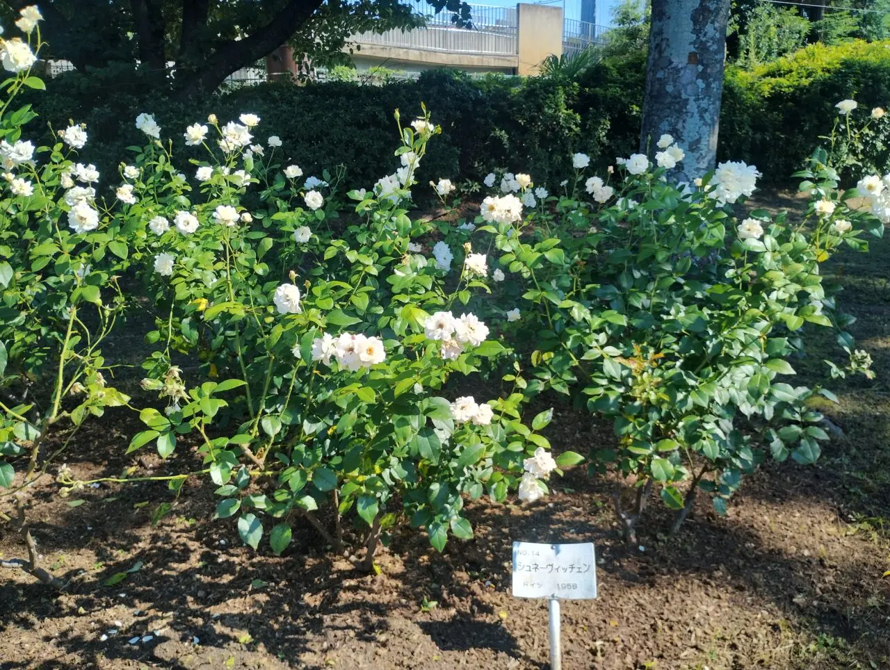 バラ園